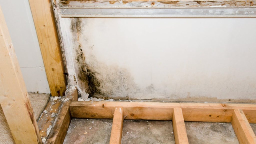 When Does Homeowners Insurance Cover Mold?